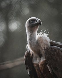 Gerry der Geier von Mark de Rooij