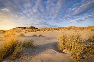 Warmes Abendlicht fällt auf die Dünenlandschaft an der Küste bei Westerschouwen auf Schouwen-Duivenl