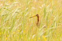 Black-tailed godwit