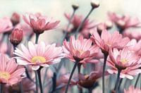 Daisies