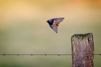 Schwarzer Gartenrotschwanz fliegend