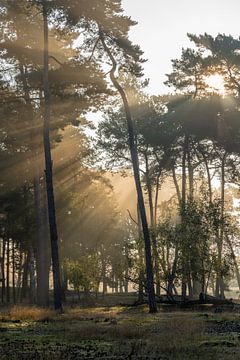 De zon straalt door de boomtoppen van Michel Geluk