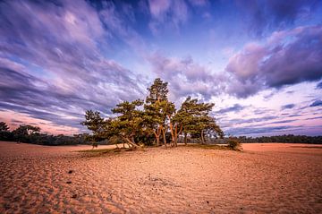 Baumgruppe im Sand in den Dünen von Loonse und Drunense von Leon Okkenburg