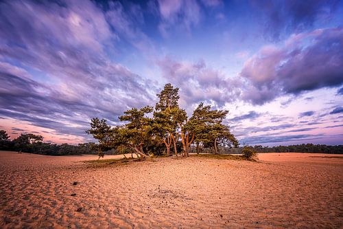 Groepje bomen in het zand op de Loonse en Drunense Duinen