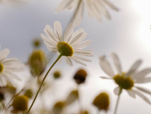 Chamomile