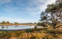 Petit lac dans une réserve naturelle néerlandaise par Ruud Morijn Aperçu