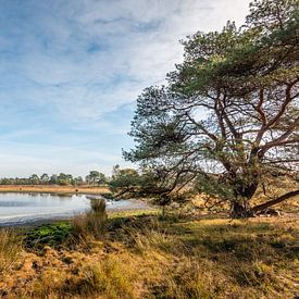 Petit lac dans une réserve naturelle néerlandaise sur Ruud Morijn