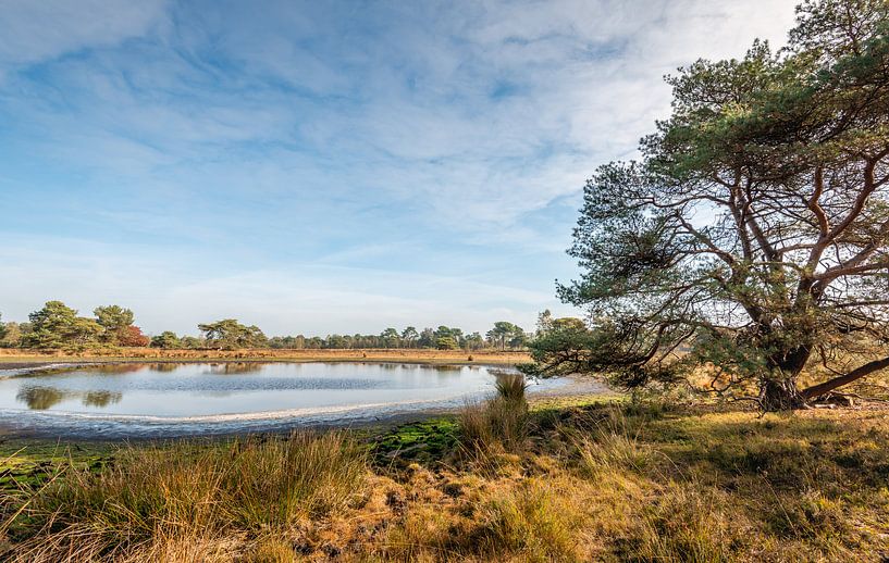 Kleiner See im niederländischen Naturschutzgebiet von Ruud Morijn
