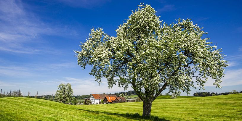 Frühling in Oberschwaben von Walter G. Allgöwer