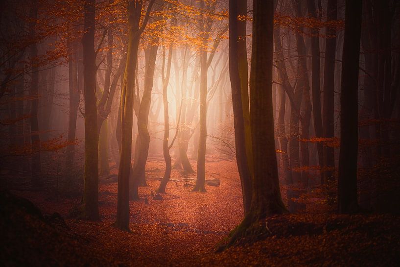 Sprookjesbos op de veluwe van Erwin Stevens