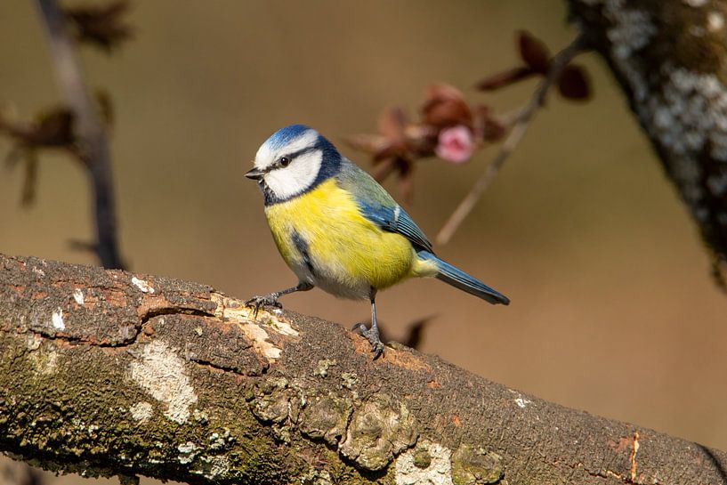 Mésange bleue sur un prunier japonais par Martin Steiner