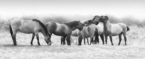 Konik horses