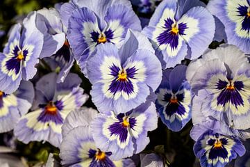 Violettes bleues sur Rob Boon