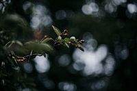 regen op de besjes boom