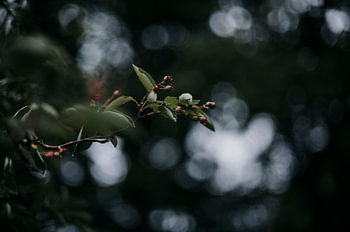 rain on the berry tree