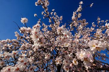 close up almond blossom