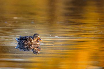 Canard colvert (Anas platyrhynchos) sur Dirk Rüter