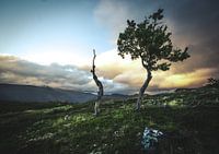 Trees to die