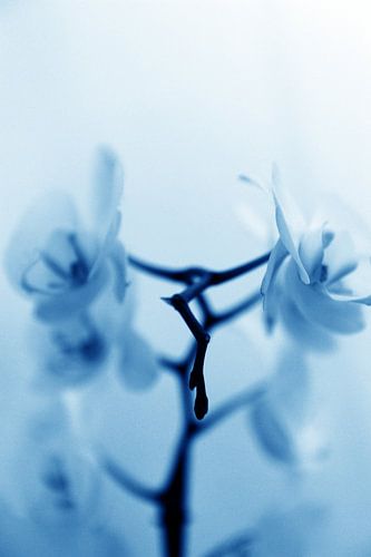 orchidée - 04