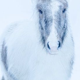 IJslands paard van Minie Drost