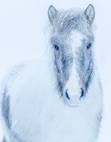 Icelandic horse by Minie Drost