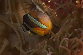 Anemoonvis in de aanval by M&M Roding