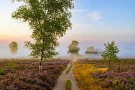 Chemin dans un paysage de bruyère au lever du soleil sur Sjoerd van der Wal Photographie