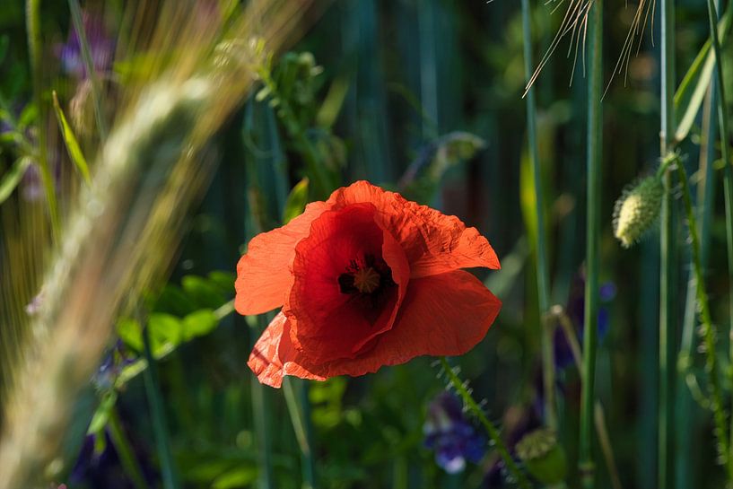 Mohnblume mit roten Blütenblätter von Martin Köbsch