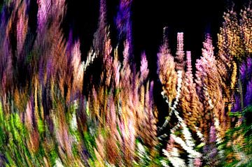 BLUMENWIESE 2 von Miroslav Ptacek