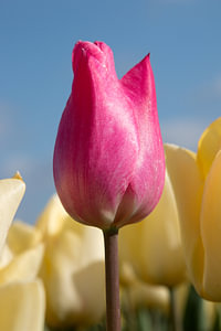 Eine rosa Tulpe in einem gelben Tulpenfeld