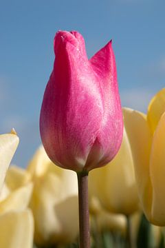 Een roze tulp in een geel tulpenveld van W J Kok
