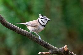 Crested Tit by Merijn Loch