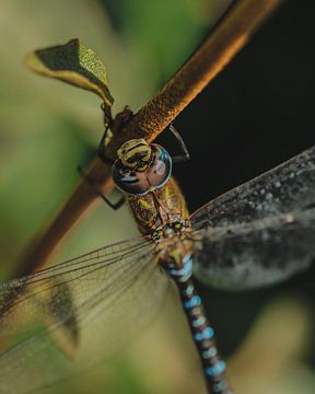 Paardenbijter van honey_m_i_l_k_photo