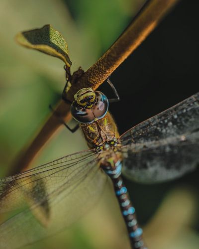 Mordeur de chevaux sur honey_m_i_l_k_photo