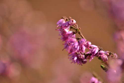 Natuur zoals je het zelf niet ziet (1)