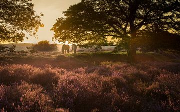 Two Horses van Ingrid Kerkhoven Fotografie