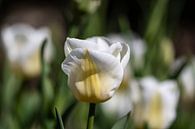 Tulpe von Ingrid Aanen Miniaturansicht
