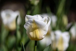 Tulpe