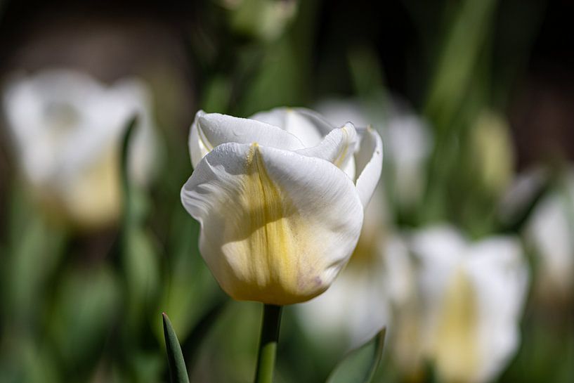 Tulpe von Ingrid Aanen