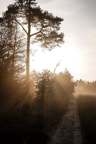 Zonsondergang met de prachtige gouden gloed door de bomen heen, Nederland