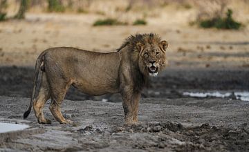 Lion in Namibia, Africa by Patrick Groß