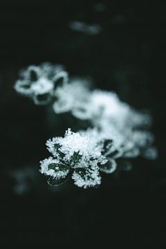 Branch with ice I by Jan Eltink