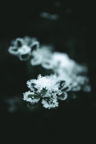 Branch with ice I