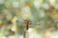 Libelle