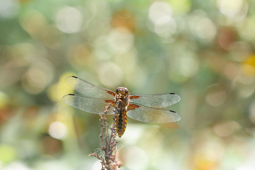 Libelle par Lucia Leemans