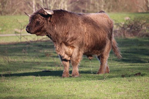 Schotse Hooglander Broekpolder