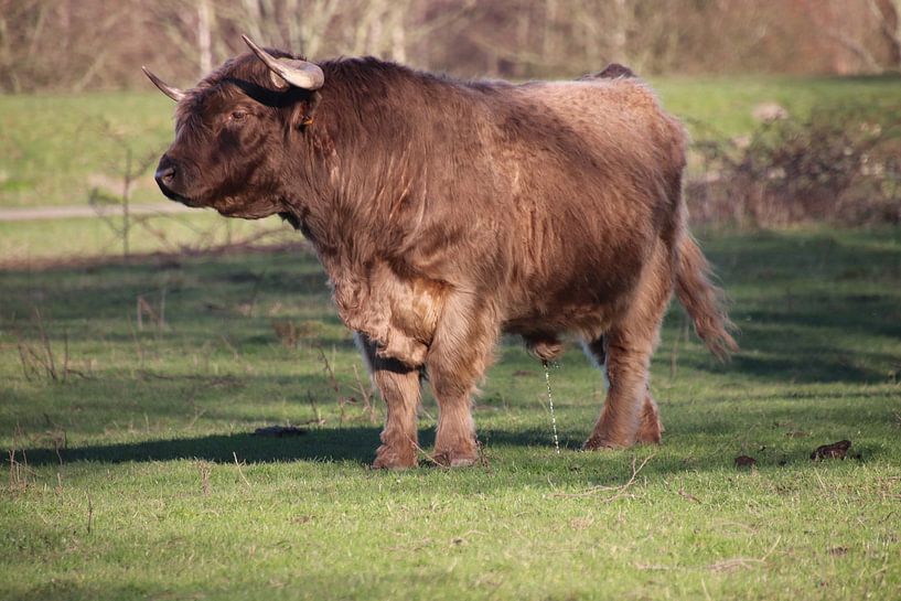 Schotse Hooglander Broekpolder van Henk van Holten