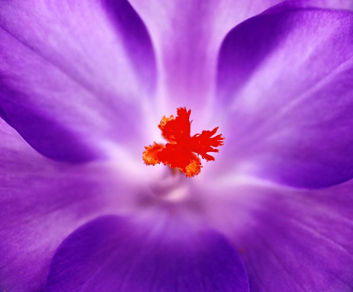 Open-Hartig... (Paarse Crocus) van Caroline Lichthart