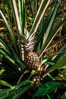 Ananas uit de amazone