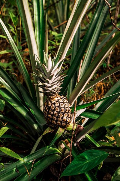 Ananas uit de amazone van Teuntje Fleur